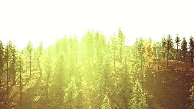 Warm sunshine peeking through towering pines. Delicate sunbeams passing through lofty pines illuminating rolling hills and faraway mountain scenery