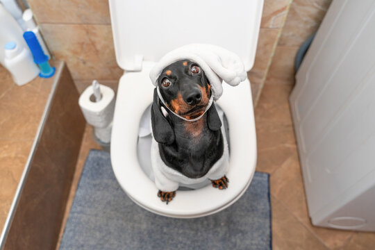 Overhead view of a black and tan dachshund dog in a white nightcap sitting upright on a toilet in a bathroom in the morning, private moment, funny pet potty training humor.