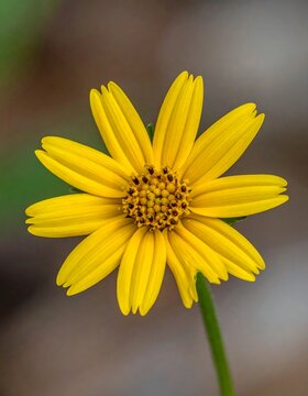 Vibrant yellow daisy like flower blooming outdoors in sunlight