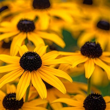 Vibrant yellow daisy like flowers with dark centers in full bloom