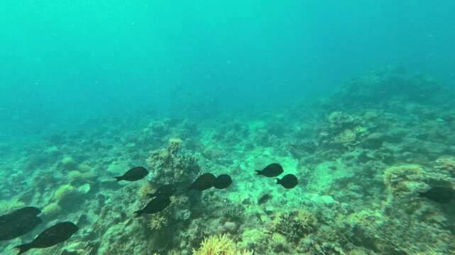 School of black fish glides gracefully over colorful coral reef in clear blue water, highlighting the beauty of underwater marine ecosystems