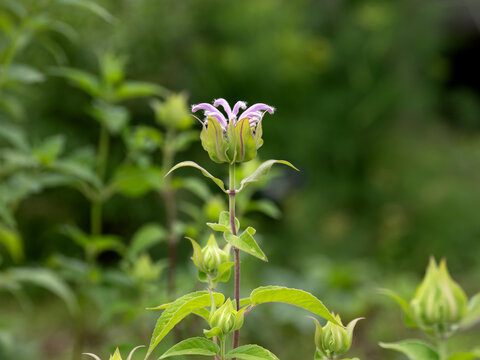 開花し始めたベルガモットの花