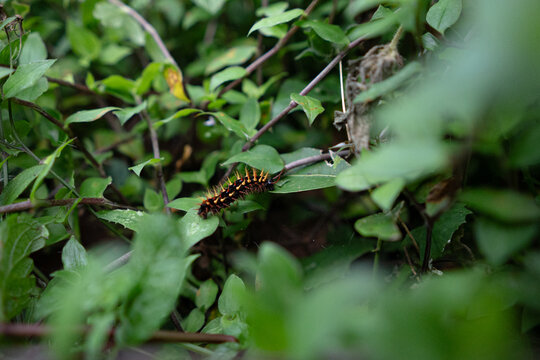 Close up of a spiky black and orange caterpillar on green leaves.