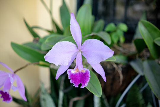 Beautiful purple Cattleya orchid flower blooming in a home garden