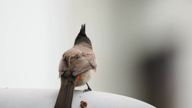 Close up back view of a Red-whiskered Bulbul bird with a distinct black crest and red ear patch looking backward against a bright minimalist blurred background.