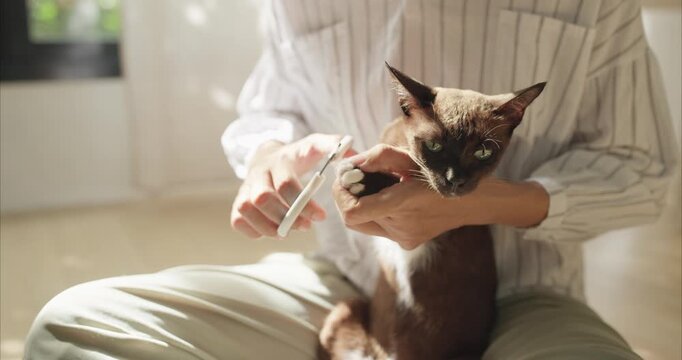 Close up of Asian Woman Hands Trimming Claws of brown Thai Cat on Floor, Pet Grooming Routine.