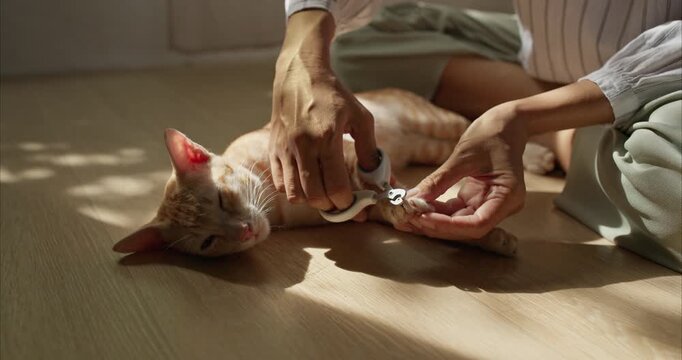 Close up of Asian Woman Hands Trimming Claws of Ginger Thai Cat on Floor,  Pet Grooming Routine.