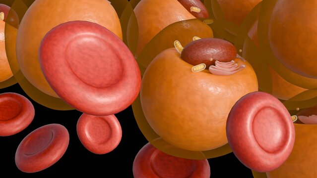 A 3d rendering of erythrocytes and adipose or lipid cells. Elevated levels of circulating lipids (hyperlipidemia) can impact blood viscosity. An illustration of metabolic transport.