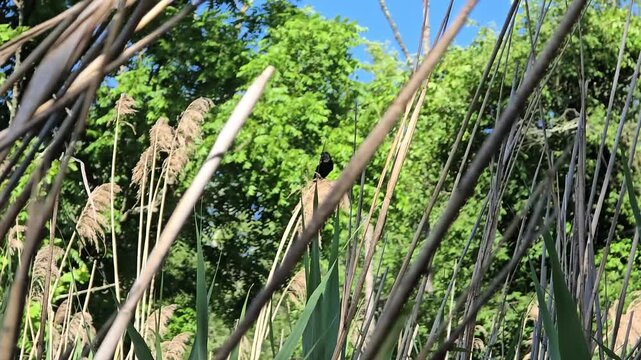 Red Winged Black Bird in the Forest by a Lake on Reeds Making Bird Calls Nature B-roll 16:9 4k Clip