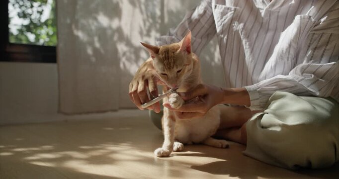 Close up of Asian Woman Hands Trimming Claws of Ginger Thai Cat on Floor,  Pet Grooming Routine.