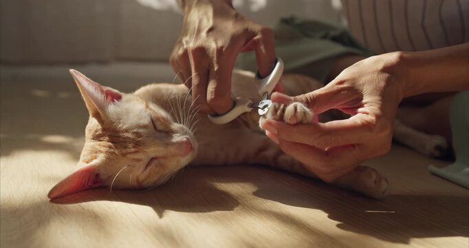 Close up of Asian Woman Hands Trimming Claws of Ginger Thai Cat on Floor,  Pet Grooming Routine.
