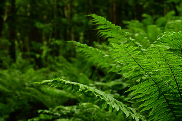 Close-up of lush green fern leaves against a dark, blurry forest background © kaoru