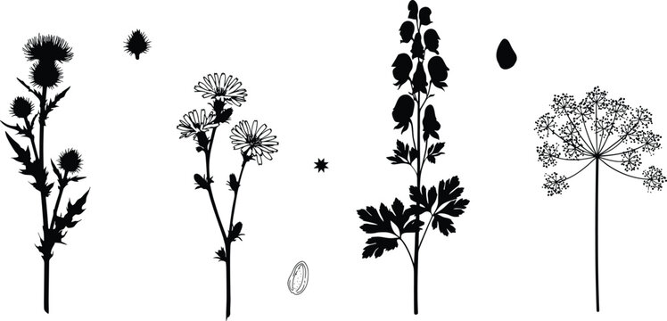 Botanical Wildflower and Poisonous Plant Black Silhouette Vector Set with Aconite Thistle Chamomile Hemlock and Seed Element Illustrations