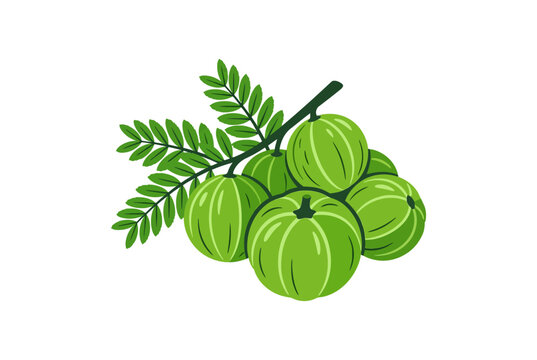 A cluster of fresh green amla fruits with small leaves