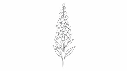 Vintage foxglove botanical illustration, hand drawn digitalis purpurea flower vector, minimalist black line art floral element for wedding stationery © Tayba