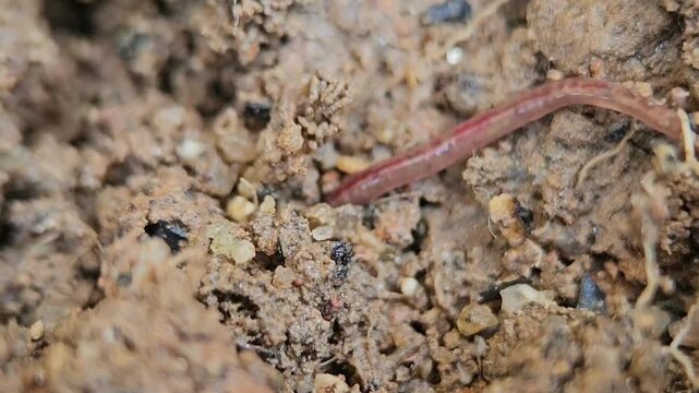 Earthworm Burrowing into Soil Macro Close Up.