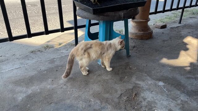 Side view of a stray cream-colored cat walking on a concrete ground outdoors