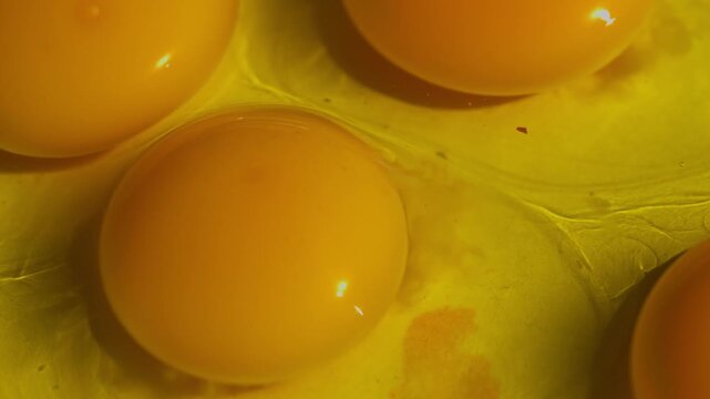 Macro close up panning over fresh raw egg yolks and egg whites rich in protein for healthy nutrition cooking baking and food preparation. 
