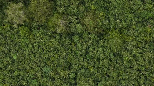 An overhead drone perspective looking down at a dense forest canopy filled with vibrant green foliage and natural textures.