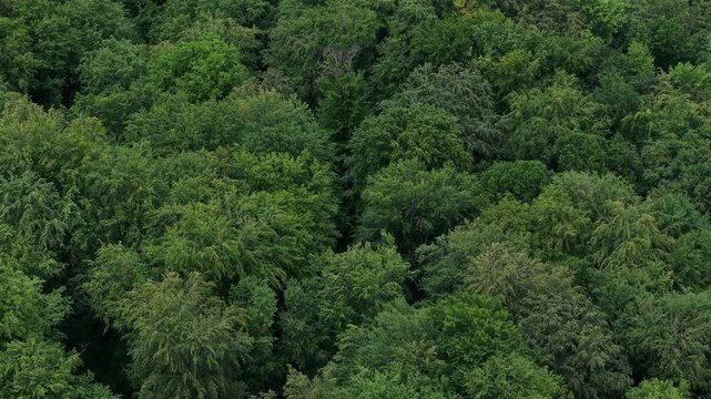 An aerial perspective captures the dense, interconnected canopy of a lush deciduous forest, emphasizing natural texture and vibrant greenery.