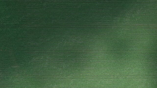 An aerial view of perfectly spaced rows of green crops, showing the geometric precision of modern agriculture.