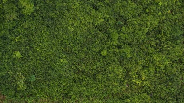 An overhead drone perspective showing a dense canopy of wild green shrubs and tropical plants covering a vast rural terrain.