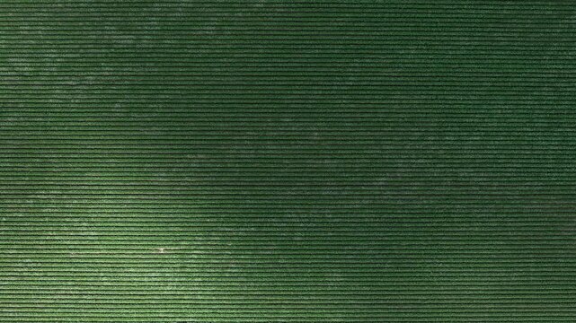 Abstract aerial view of perfectly aligned rows in a lush green agricultural field.
