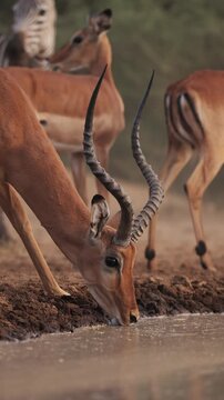 Impala Close Up in Africa, Safari Animals on African Wildlife Nature Safari, Male Impalas Drinking Low Angle Eye Level Shot in the wild at a Watering Hole, Vertical Video for Social Media.