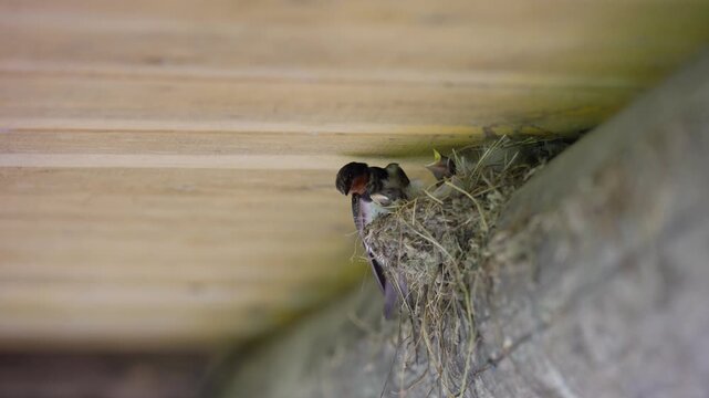Close up of a barn swallow bird feeding its hungry baby chicks inside a mud nest under a wooden seeling in a barn.