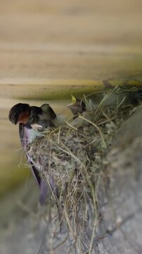 Close up of a barn swallow bird feeding its hungry baby chicks inside a mud nest under a wooden seeling in a barn.