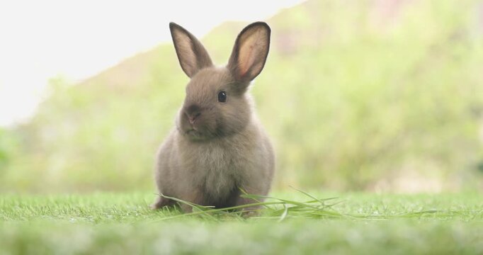 Healthy lovely baby bunny easter brown rabbit on nature background eating grass. fluffy rabbits sniffing, looking around, Lovely mammal with beautiful bright eyes in nature life. Symbol of easter day.