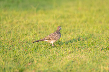 Obraz premium Zebra dove standing on bright green Phu Quoc grass in warm tropical sunlight