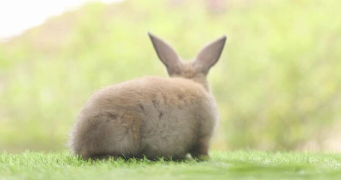 Healthy lovely baby bunny easter brown rabbit on nature background eating grass. fluffy rabbits sniffing, looking around, Lovely mammal with beautiful bright eyes in nature life. Symbol of easter day.
