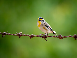 Fototapeta premium A striated Pardalote on a rusty barbed wire fence 