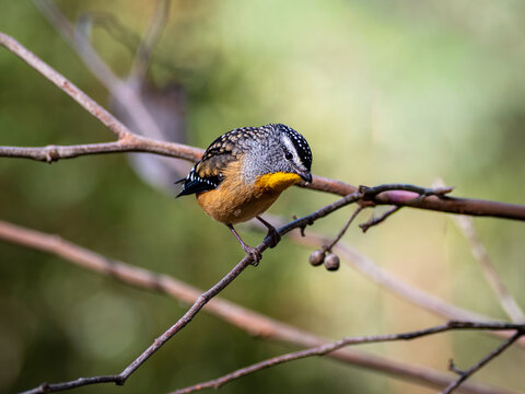 A spotted pardalote on a branch with it's head cocked 