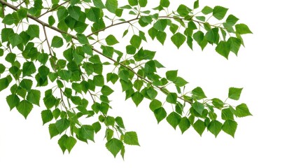Obraz premium Fresh Green Leaves and Branches in Natural Setting.