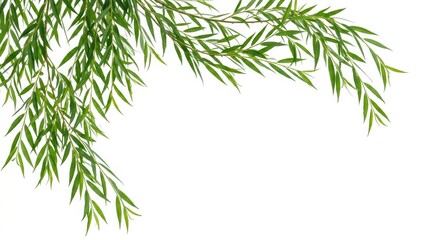 Naklejka premium Green Bamboo Leaves Branching Over White Background.
