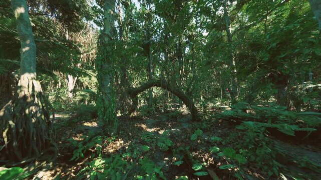Hidden forest glade with curved canopy and low arch of branches, deep green palette, soft ground cover and filtered shafts of light, intimate nature hideaway