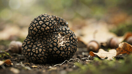 Fototapeta premium Black truffle on forest floor surrounded by leaves and acorns