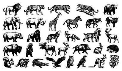 Hand Drawn Wild Animal Set in Dark Vintage Ink Sketch Style Vector Collection © Tuzmmal
