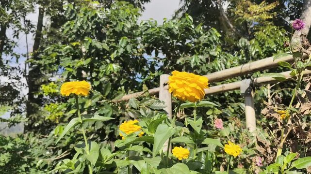 footage of yellow zinnia flowers blowing in the wind