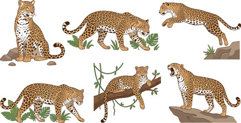 Wild leopard and jaguar character vector collection jumping and sitting isolated on white background for wildlife zoo conservation campaign and educational book publishing layouts © AdhinChandra