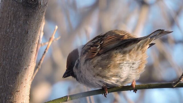 Back of Sparrow on a branch of tree