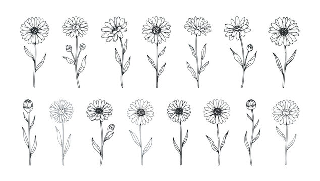 Detailed hand drawn botanical set of calendula flowers and buds for artistic illustrations