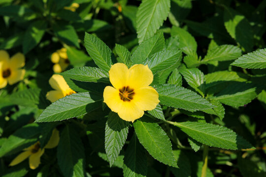 Top-down view of a yellow alder flower contrasted by dark green leaves.