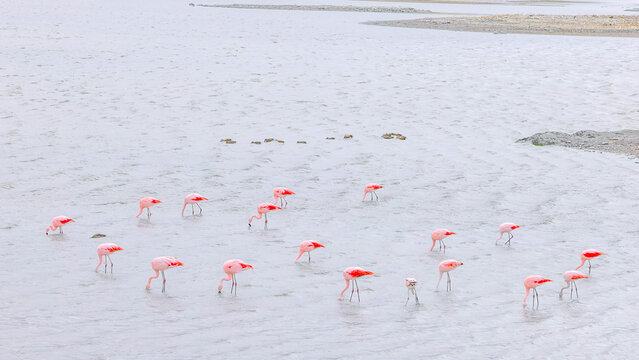 a wide shot of a chilean flamingo flock feeding at laguna de los cisnes at torres del paine national park of patagonia, chile