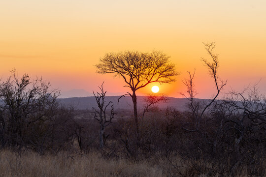 a shot of the sun setting behind a tree at balule nature reserve of kruger national park in south africa