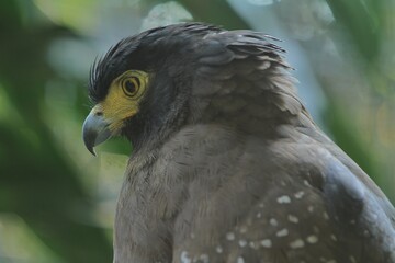 Obraz premium Side view of a spilornis cheela bird