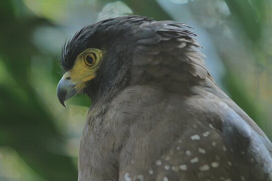 Side view of a spilornis cheela bird