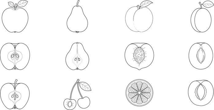 Fruit Anatomy CAD Line Drawing Collection with Apple Pear Peach Plum Cherry and Citrus